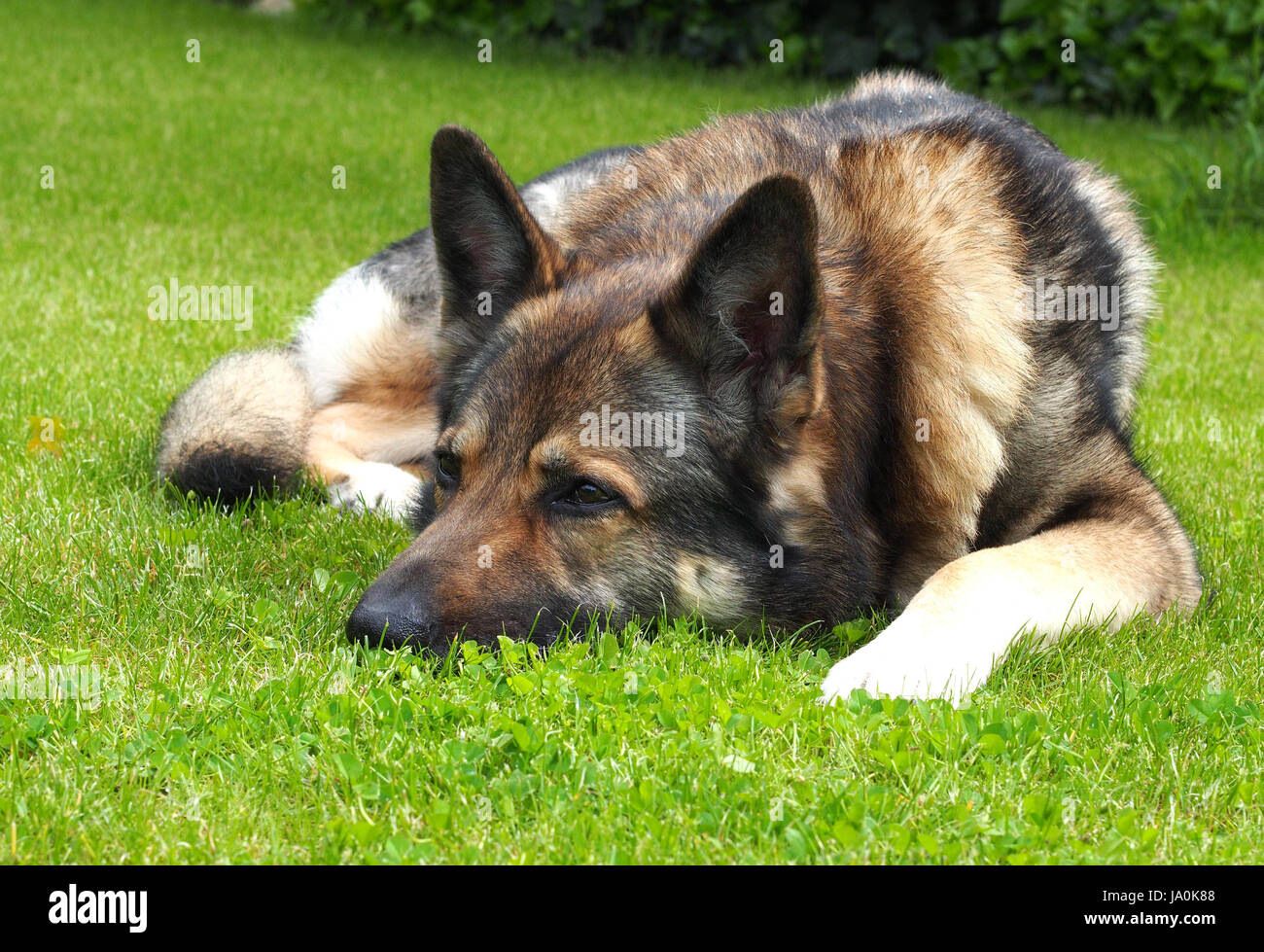 dog, german sheperd, german sheperd dog, sheep dogs, courageous, strong, Stock Photo