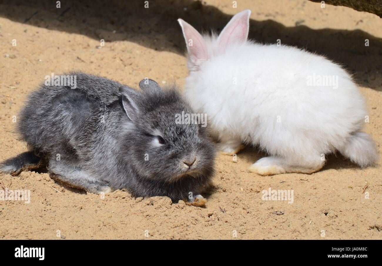 animals, rabbit, mammals, hares, rabbits, babies, nature, shine, shines ...