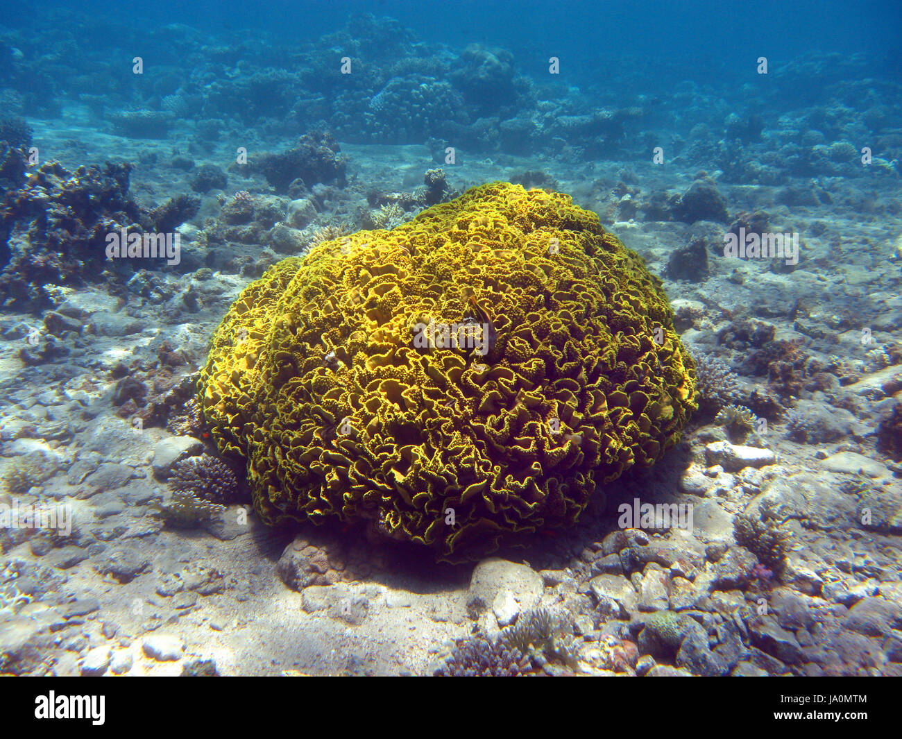coral reef with single great yellow cup coral coral at the bottom of red sea Stock Photo