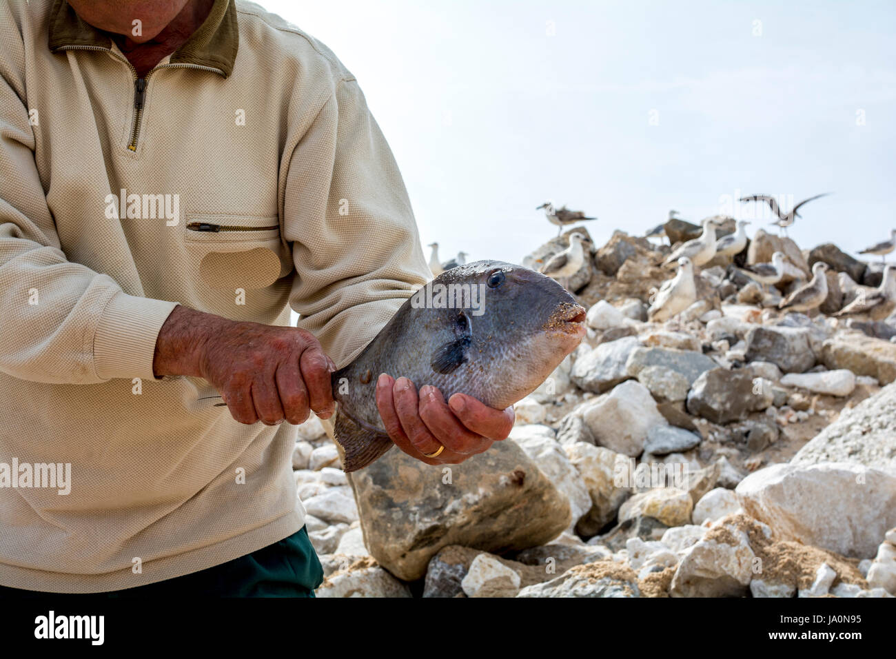 Two men handling a big fish that they caught in a big plastic or vinyl bag  or holder for sport fishing before returning the fish into the lake Stock  Photo - Alamy
