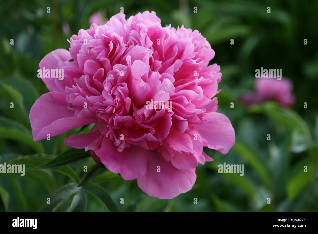 macro, close-up, macro admission, close up view, park, garden, peony, bloom, Stock Photo