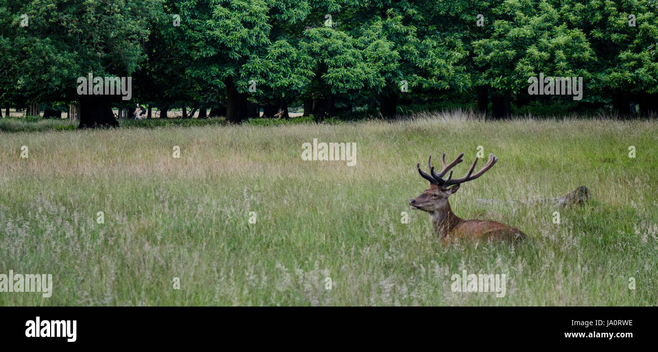 Deer resting half hidden in grassland in London's Richmond Park. Stock Photo