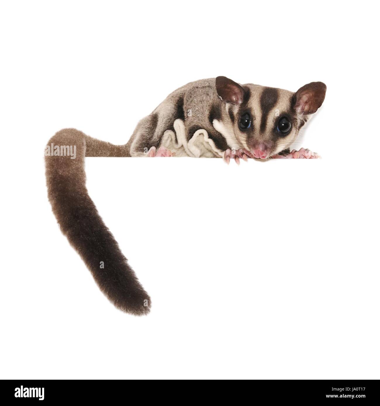 Sugar Glider. Australian pet isolated over white Stock Photo