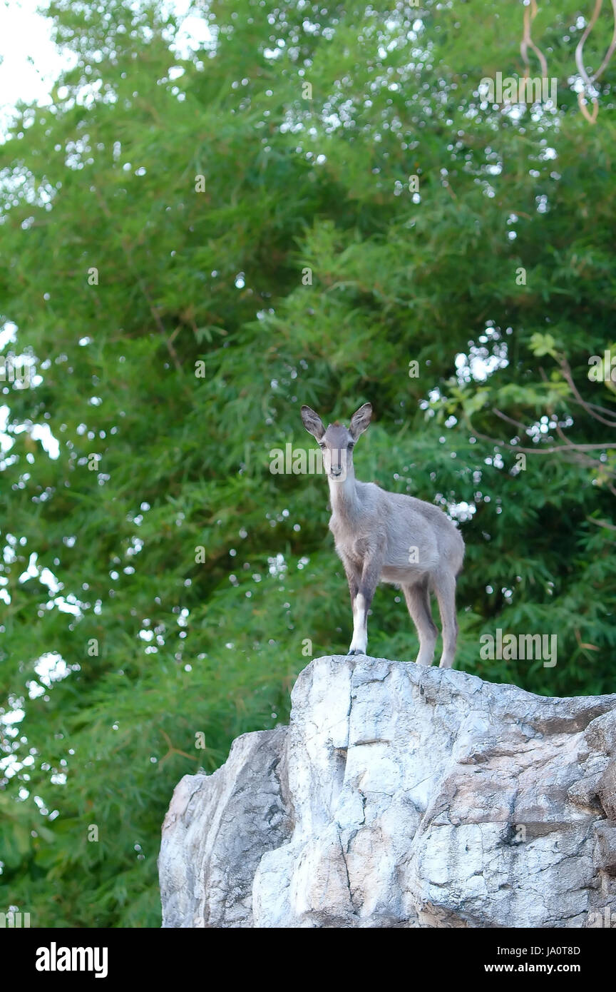 beautiful, beauteously, nice, leaf, colour, animal, zoo, thailand, rare, cliff, Stock Photo