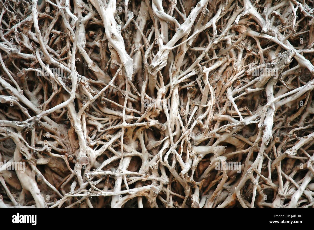 detail, model, design, project, concept, plan, draft, closeup, tree ...