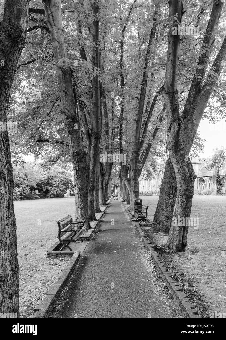 Bristol, England, UK - July 17, 2016: The avenue of trees in the churchyard of Bristol's Temple Church. Stock Photo