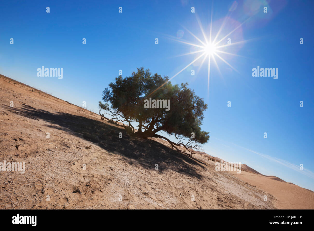 environment, enviroment, tree, desert, wasteland, morocco, nature, landscapes, Stock Photo