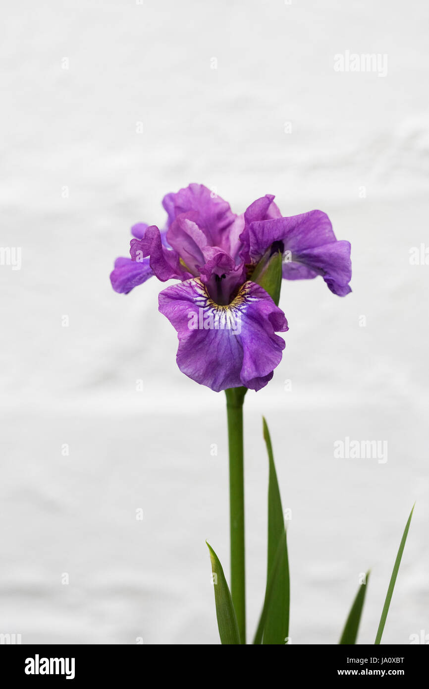 Iris sibirica 'Temper Tantrum' against a white wall. Stock Photo