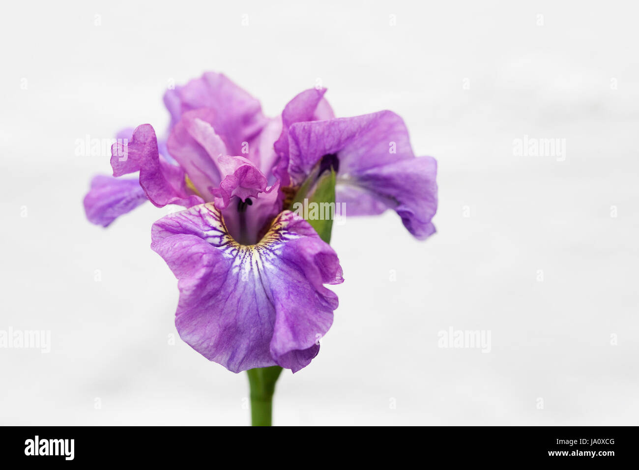 Iris sibirica 'Temper Tantrum' against a white wall. Stock Photo