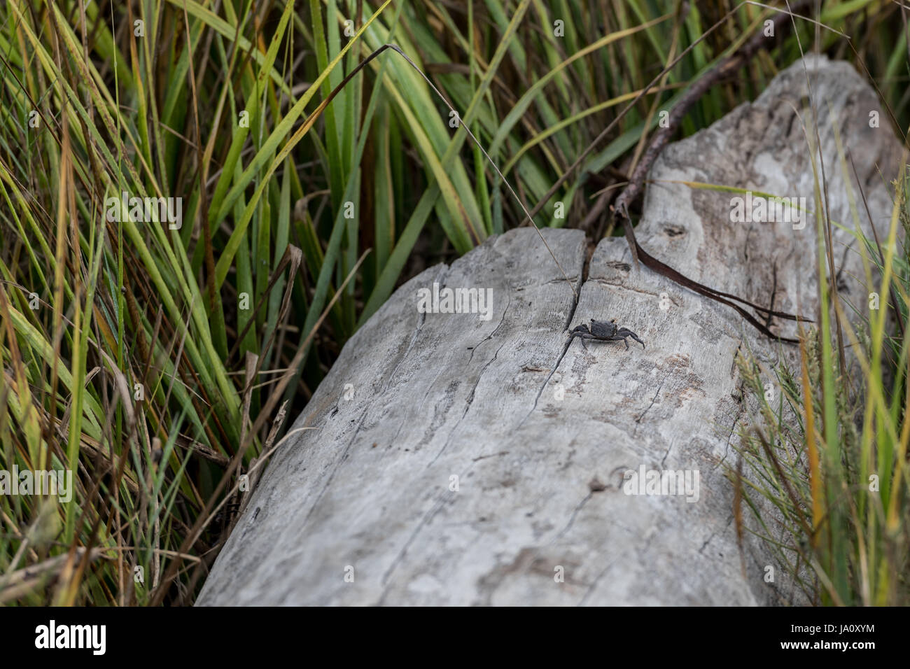 Small Crab on Driftwood Log in coastal marsh Stock Photo - Alamy
