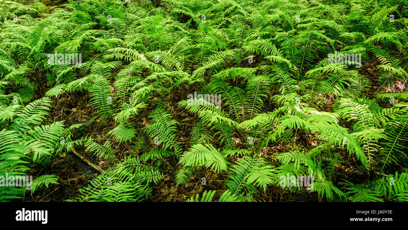 Forest floor in Pictured Rocks National Lakeshore, Upper Peninsula, Michigan Stock Photo