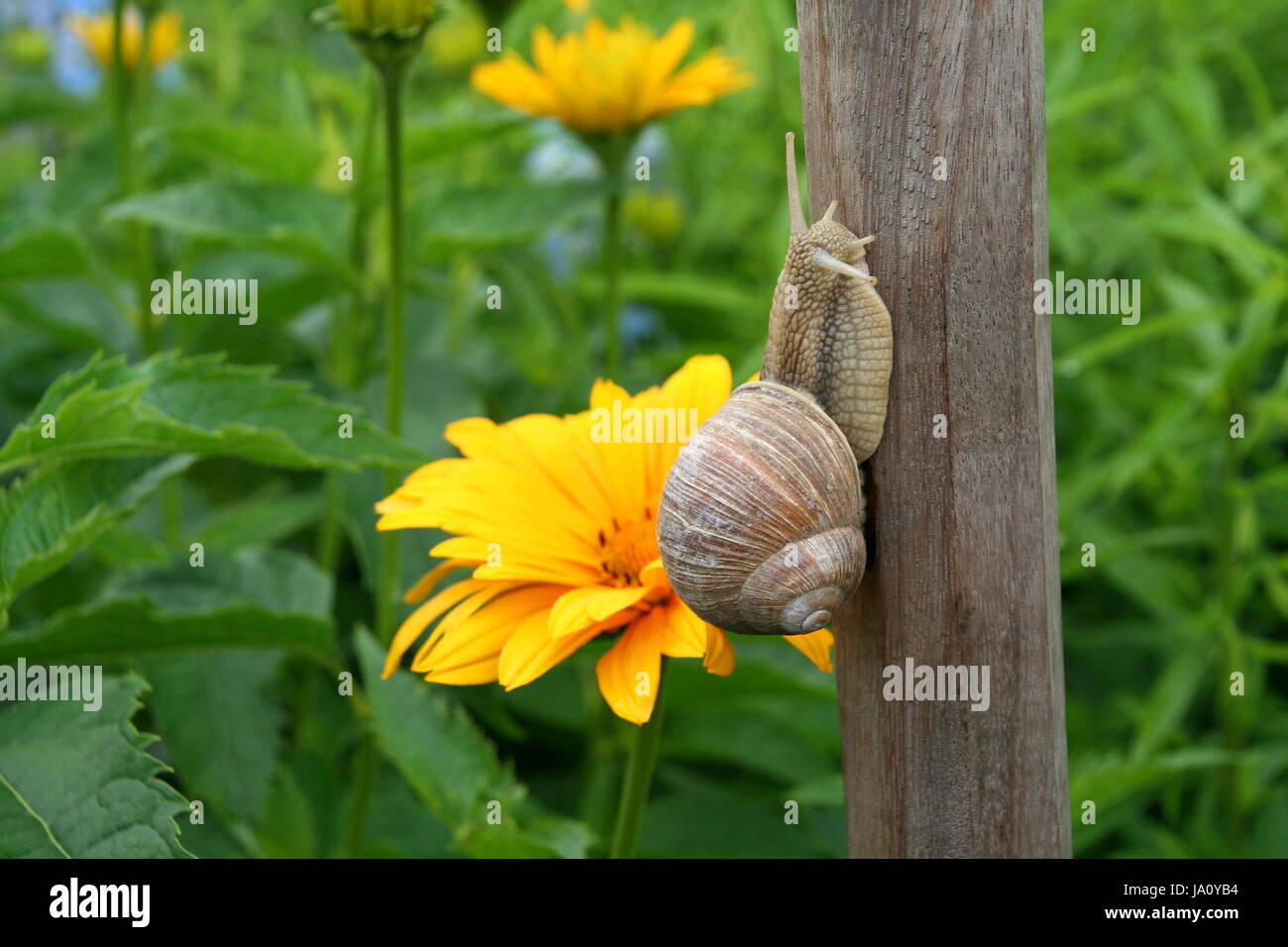 edible snail, garden, spiral, snail, edible snail, snail shell, antenna