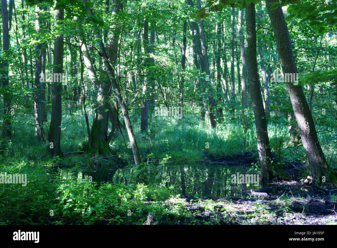 potsdam, plant, green, leaves, large, largely, growth, size, opulently, vast, Stock Photo