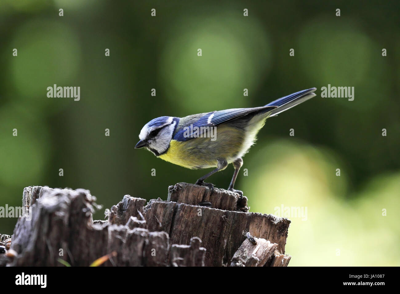 Feathering Spring blue, flight, bird, wild, birds, wing, spring, beak, feathering, tail ...