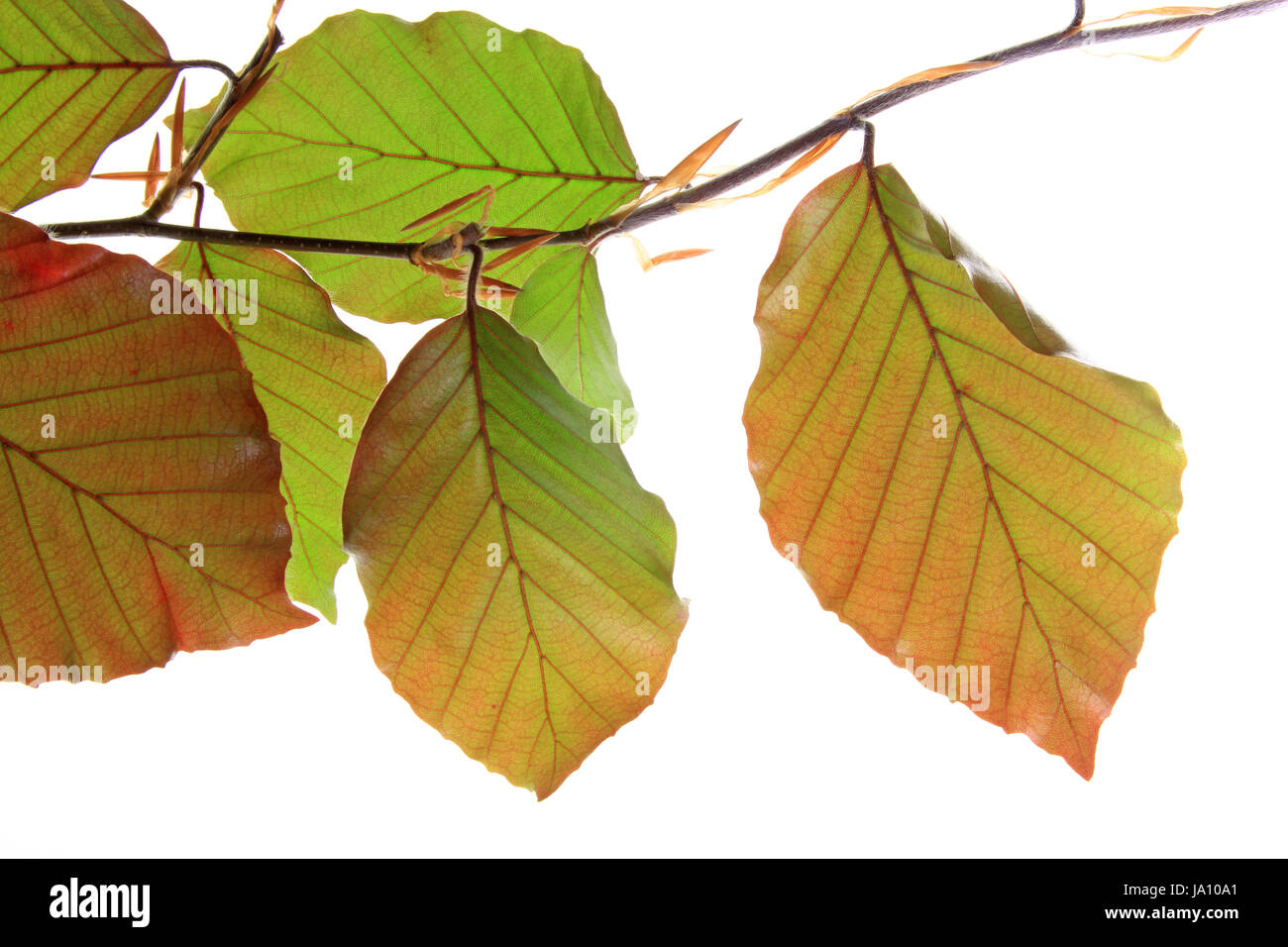 Copper Beech (fagus Sylvatica F. Purpurea Stock Photo - Alamy