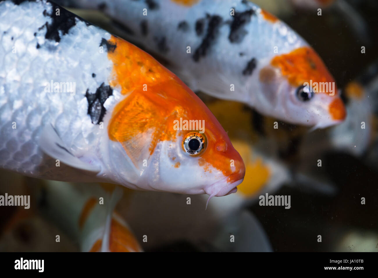 Fish Tank Goldfish Carp White Close Macro Close Up Macro
