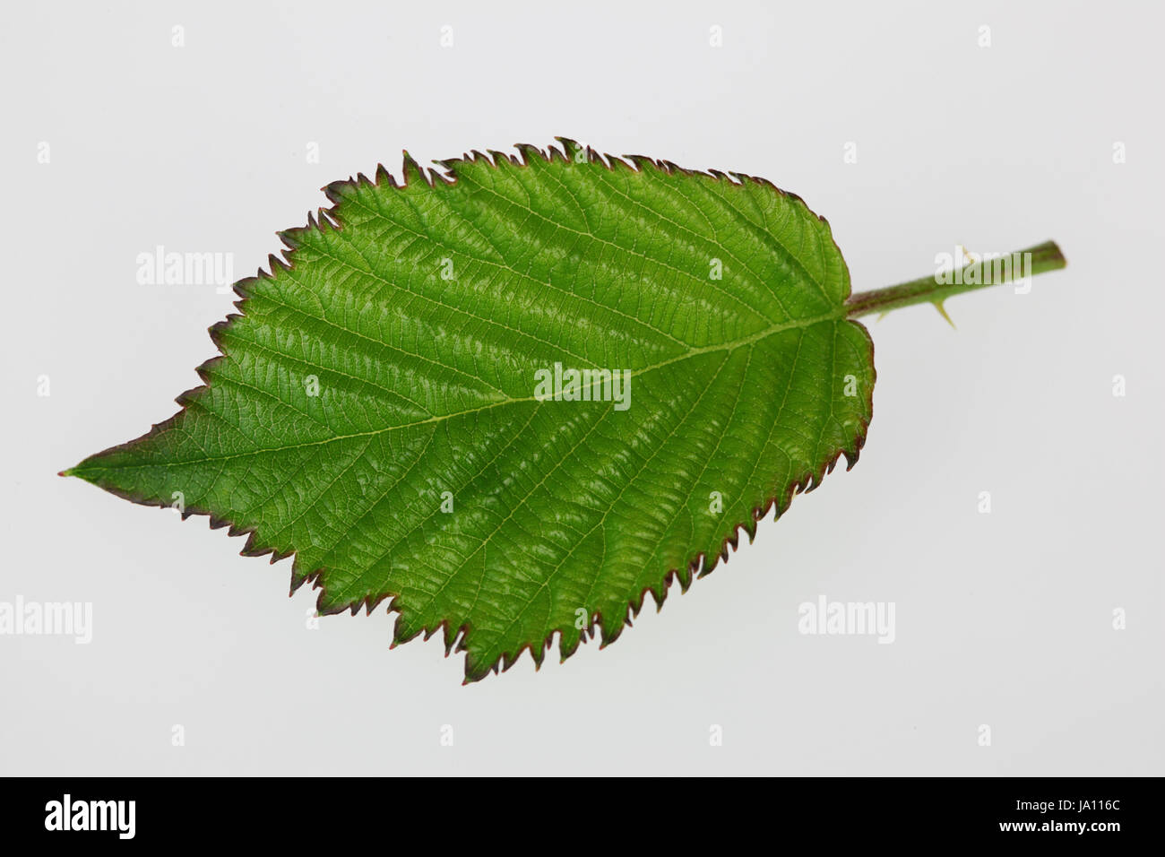 blackberry,rubus fructicosa leaf Stock Photo