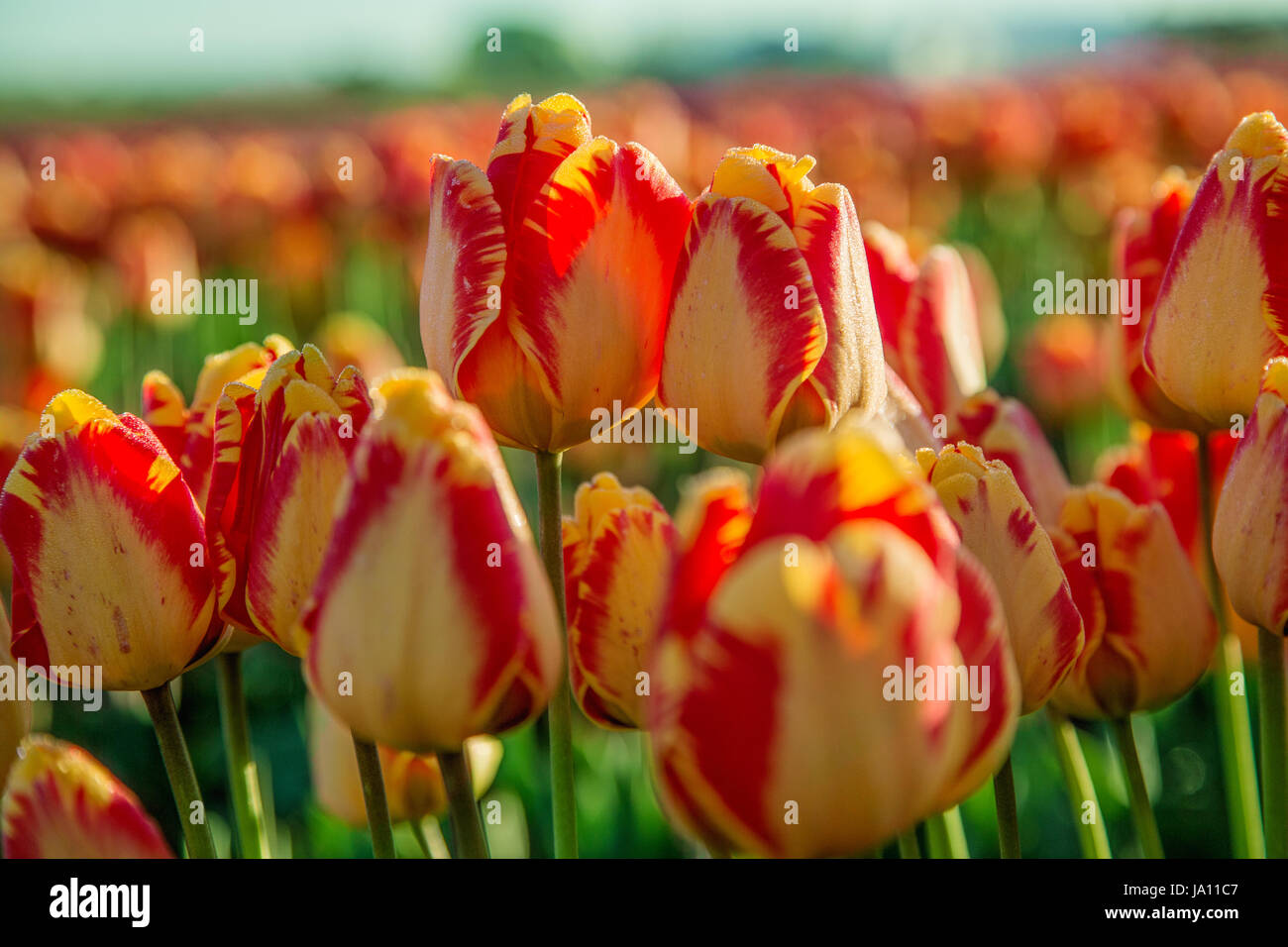 Tulips at oregon tulip festival Stock Photo Alamy