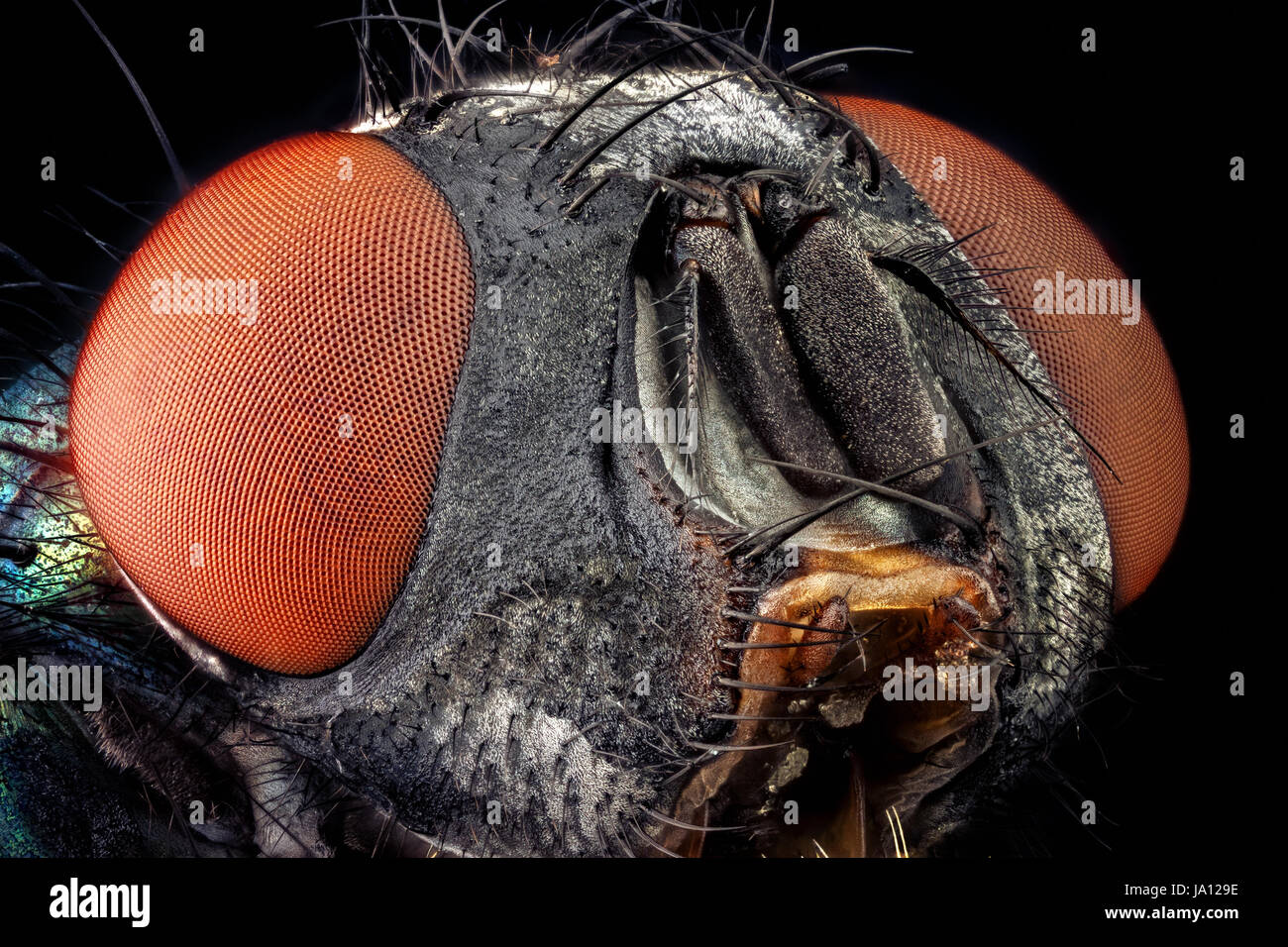 Portrait of a common green bottle fly magnified through a microscope objective Stock Photo