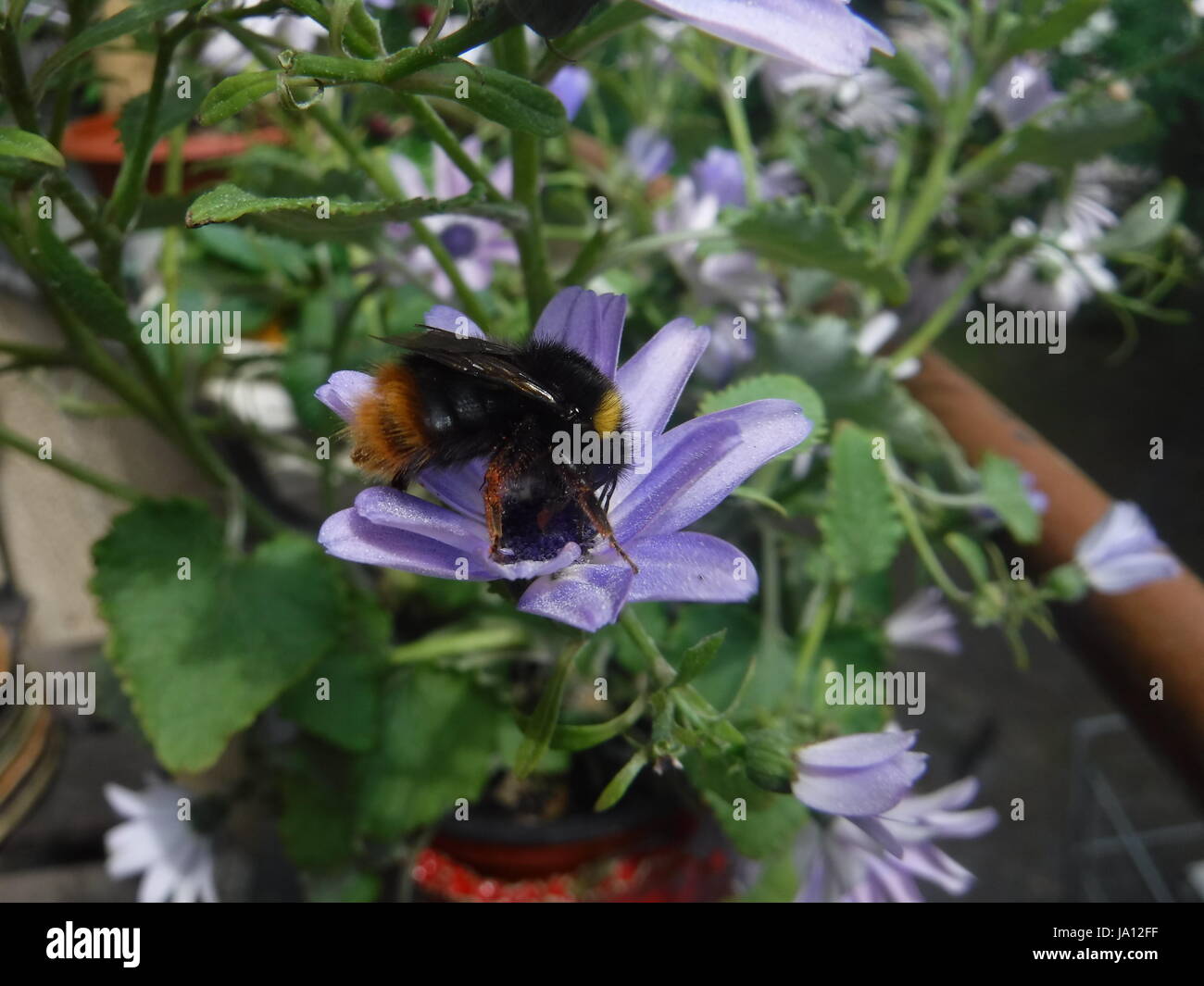 Bumblebee on a purple flower Stock Photo