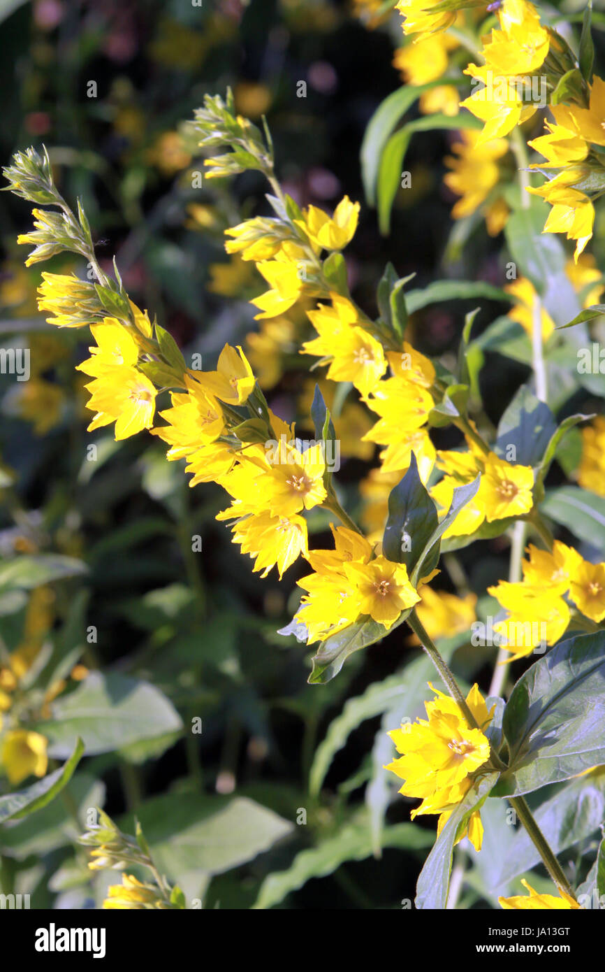 yellow loosestrife in the flower garden Stock Photo - Alamy