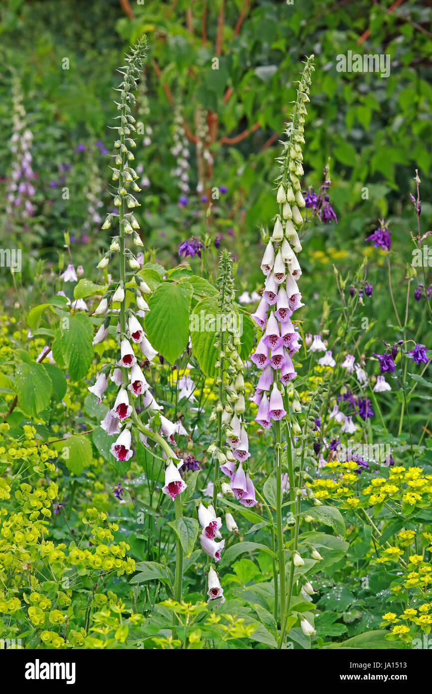 thimble, digitalis, medicinal plant, medical science, toxic, poisonous