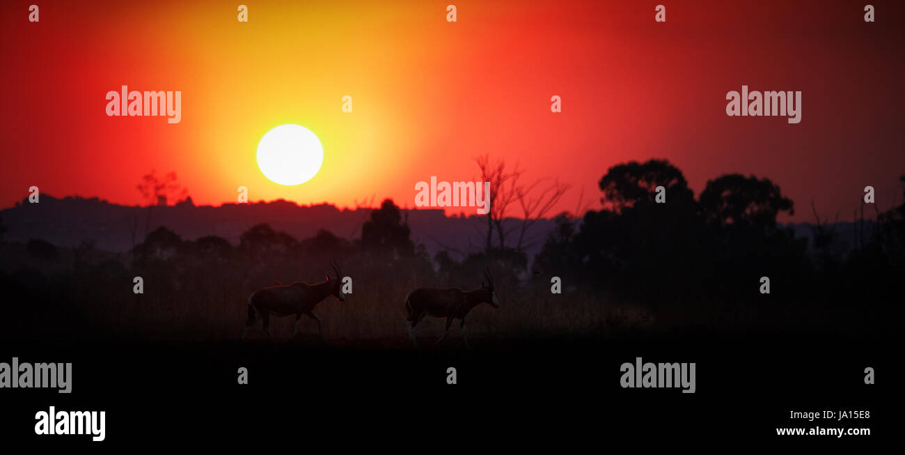 animal mammal wild sunset africa buck horn evening fire conflagration JA15E8
