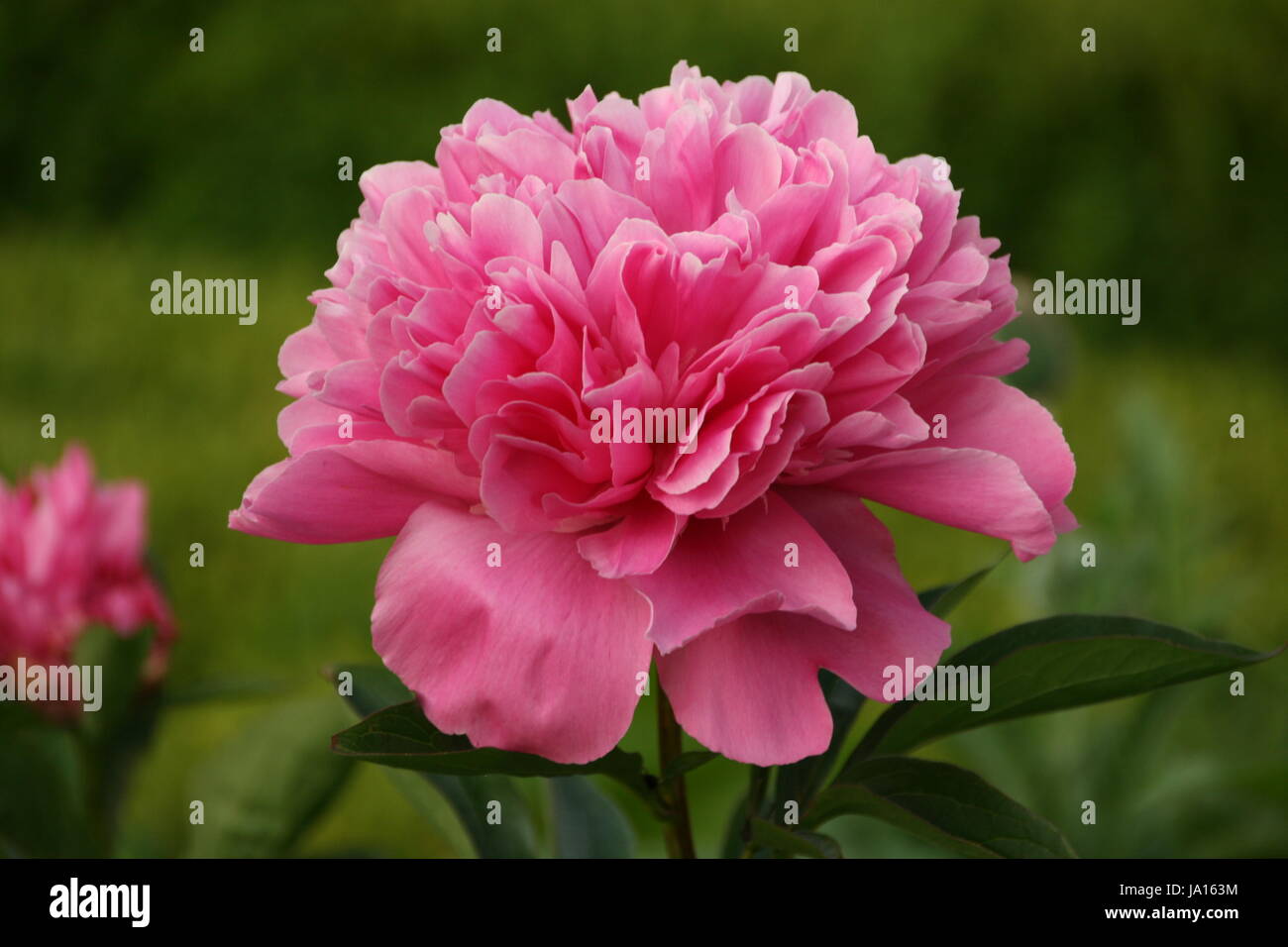 peony in pink Stock Photo