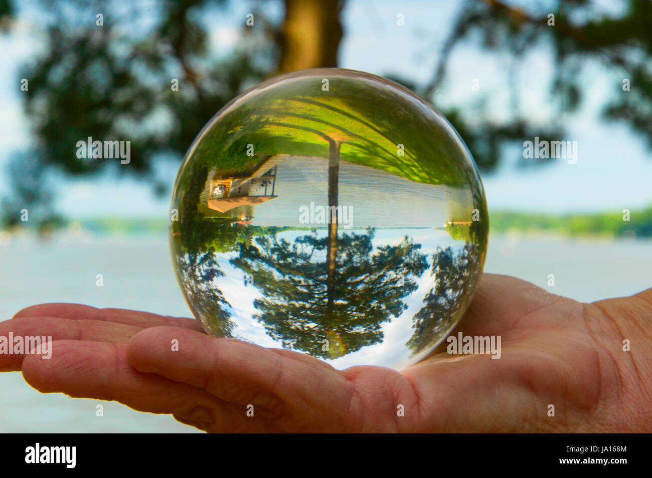 Green tree mirrored in crystal ball Stock Photo