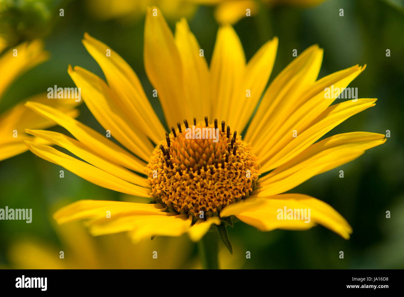 medicinal plant, injuries, yellow, garden, plant, flower, bloom