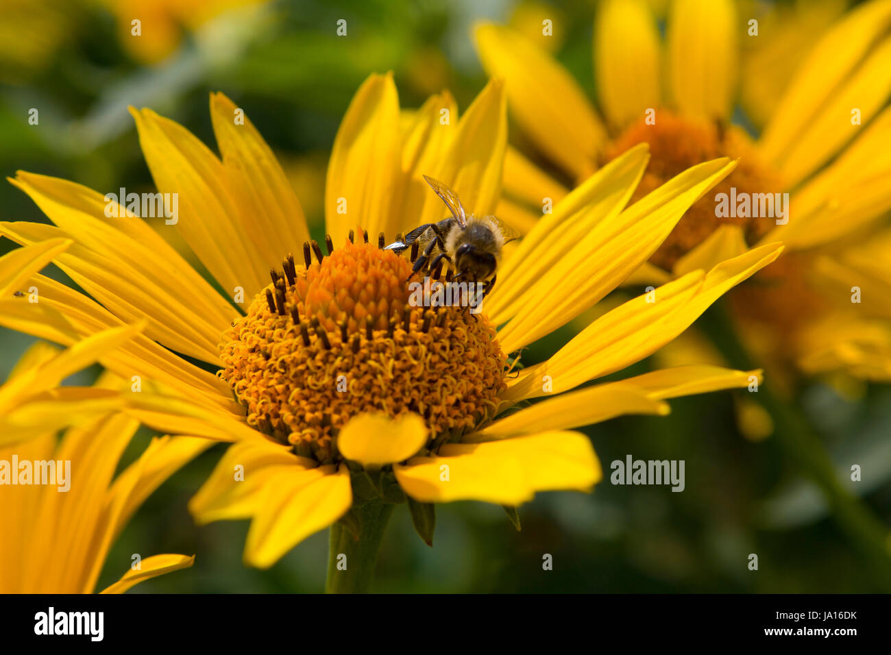 flower, plant, yellow, honey, insect, bee, macro, close-up, macro admission, Stock Photo