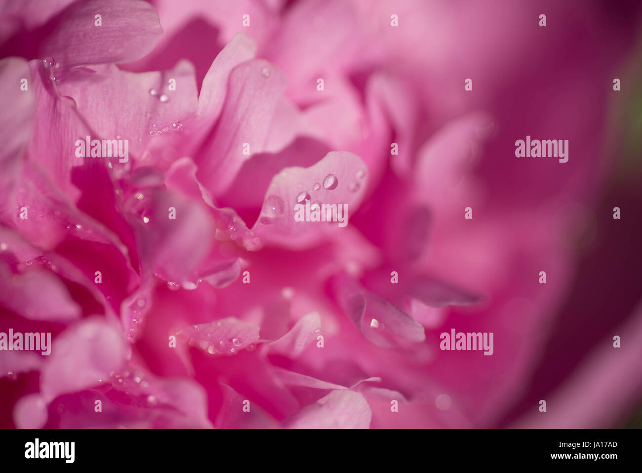 pink peony flower macro selective focus Stock Photo