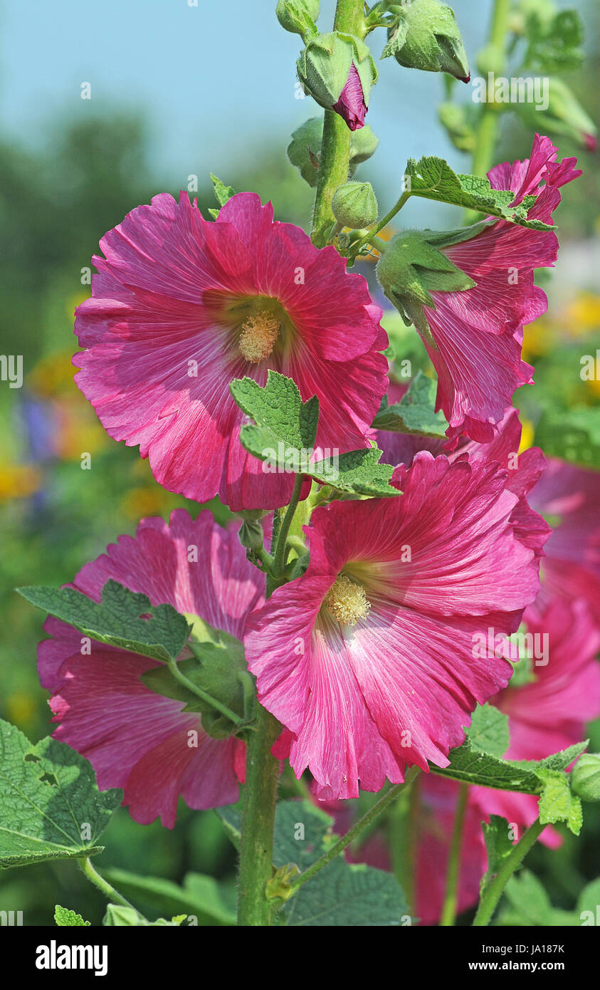 mallow, garden, flower, plant, bloom, blossom, flourish, flourishing, blossoms, Stock Photo