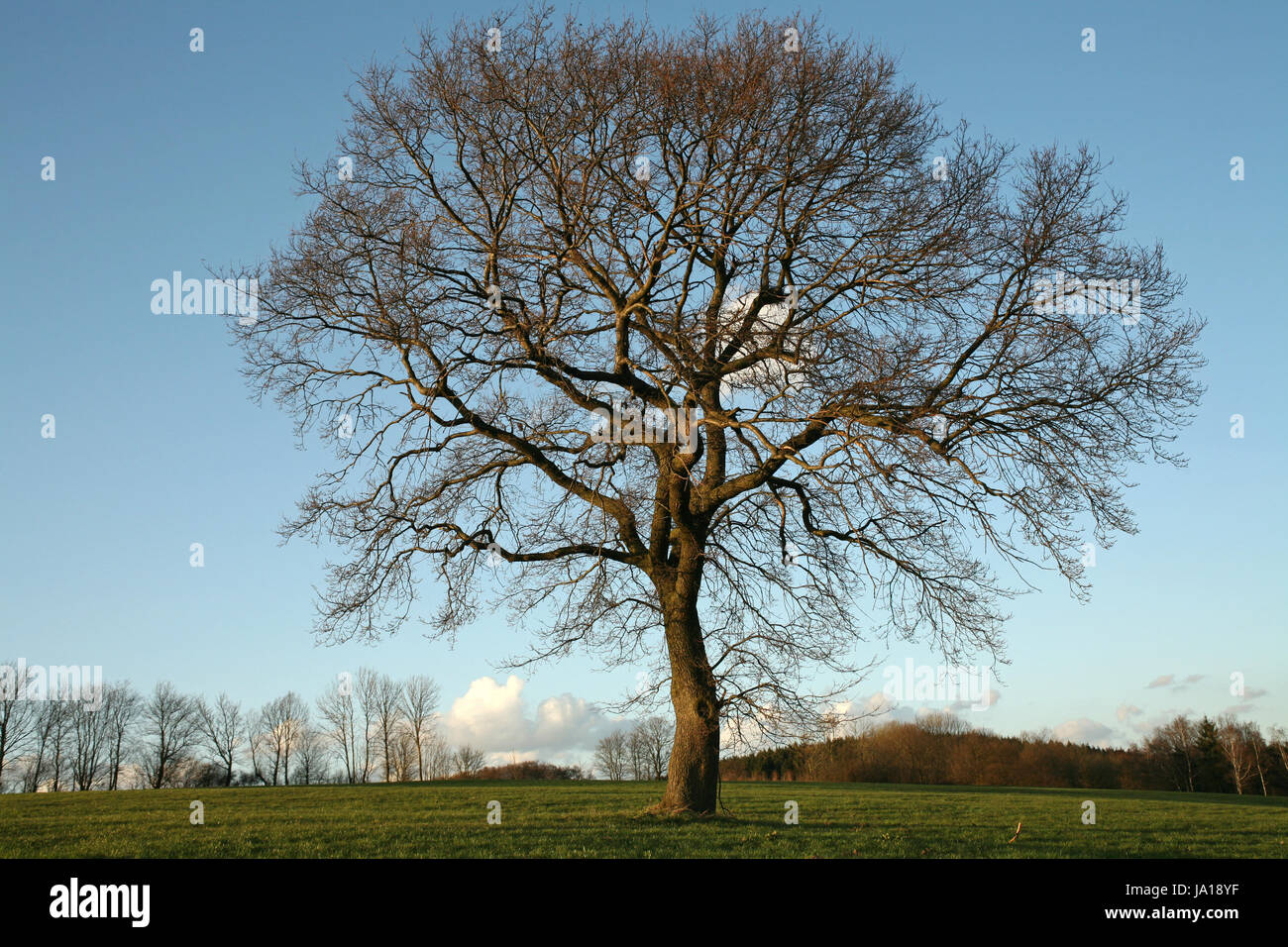 tree, deciduous tree, oak, spring, seasons, season, big, large, enormous, Stock Photo