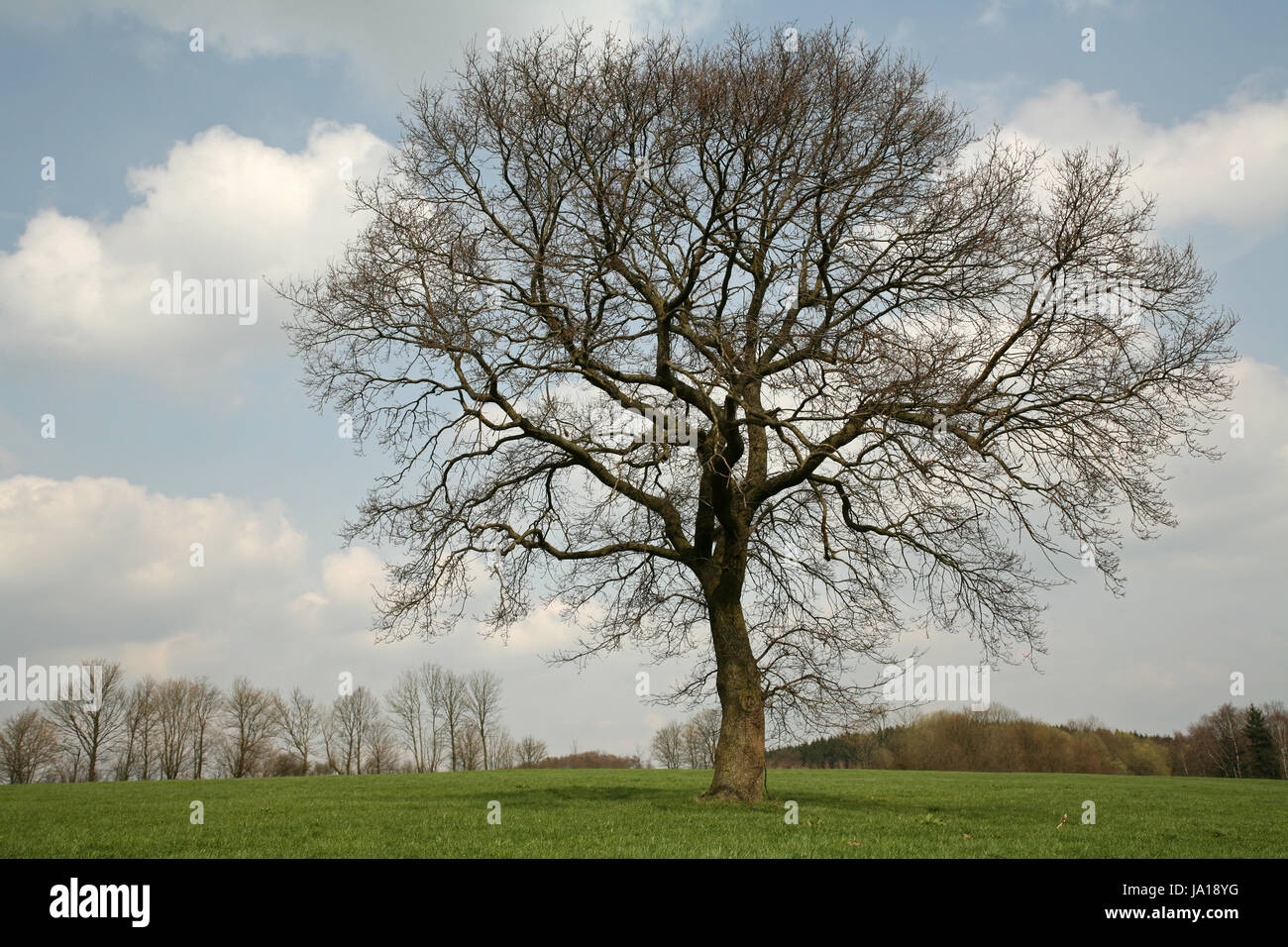 tree, deciduous tree, oak, spring, seasons, season, big, large, enormous, Stock Photo