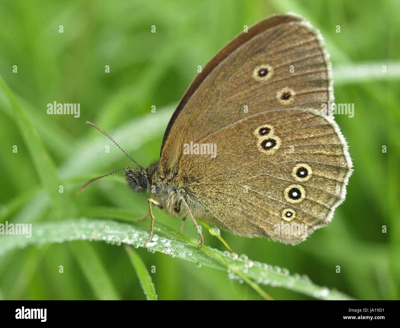 Chimney sweeper butterfly hi-res stock photography and images - Alamy