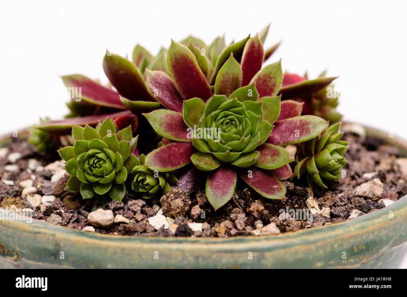 green, substrate, red, plant, bowl, hauswurz, kusamono, sempervivum, Stock Photo