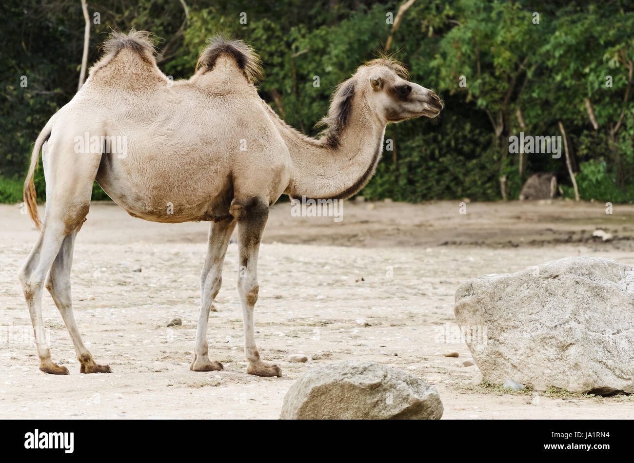 animal, mammal, fauna, wild, animals, camel, zoo, wildlife, hump, pack animal Stock Photo - Alamy animal, mammal, fauna, wild, animals, camel, zoo, wildlife, hump, pack animal Stock Photo - Alamy