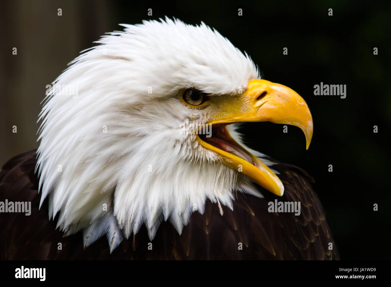 flight, portrait, eyes, emblem, fly, flies, flys, flying, nature, big ...