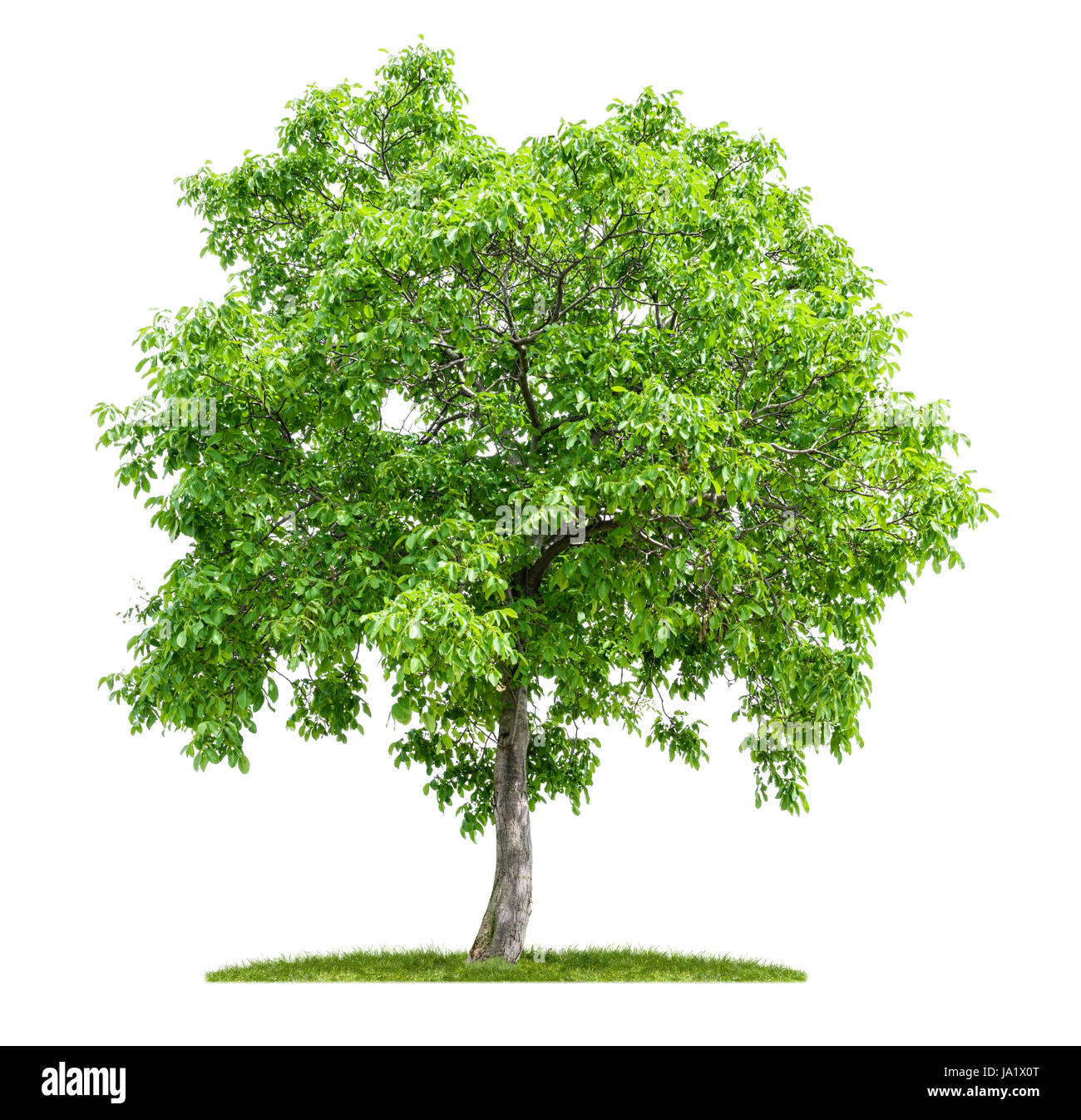 exempted walnut tree in front of a white background Stock Photo