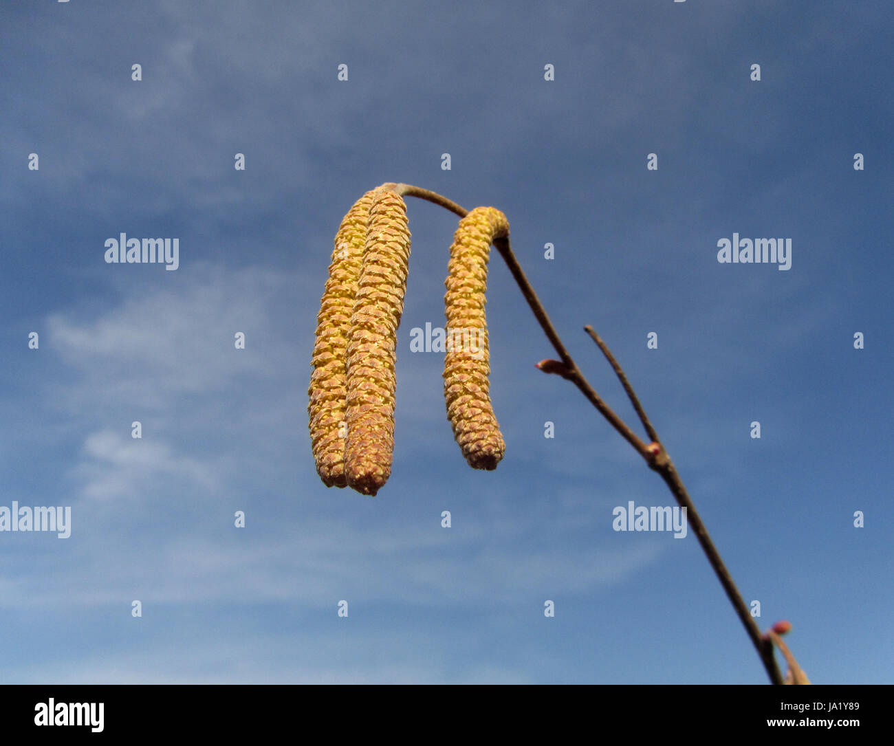 pollen, hayfever, filbert, hazelnut, allergy, kitten, kittens, kitties