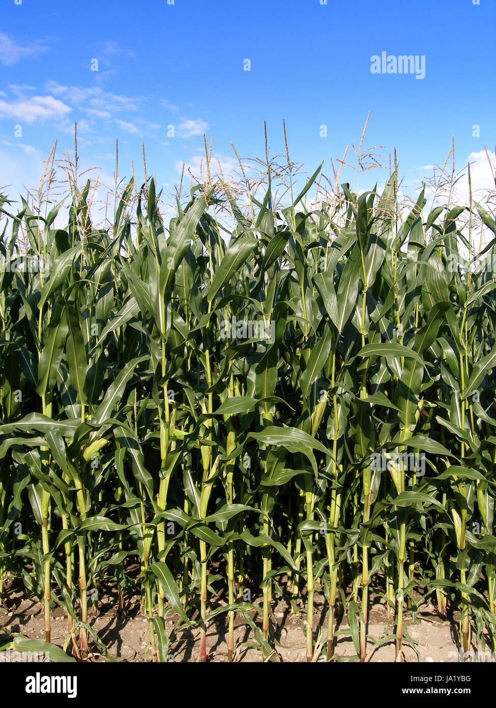 ground environment xtorrent ground environment xtorrent