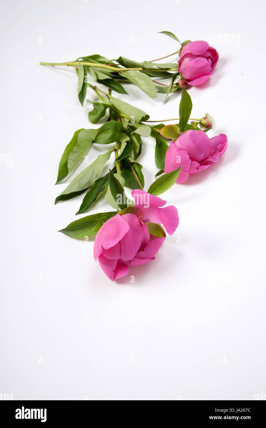 flower, flowers, plant, blossoms, mourning, sorrow, consolation, bleed, Stock Photo