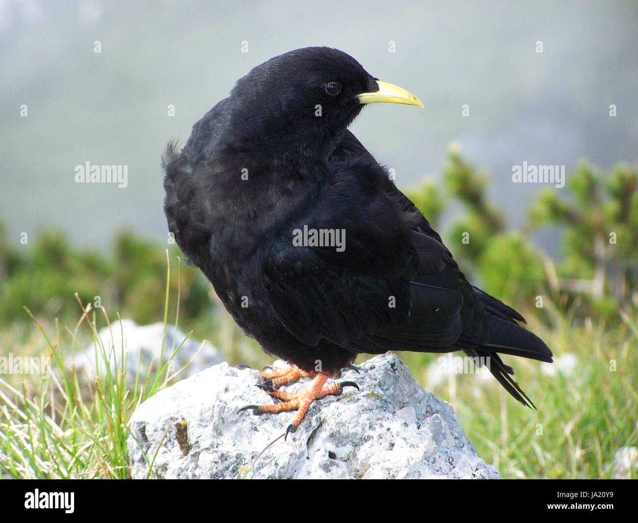 crow Stock Photo