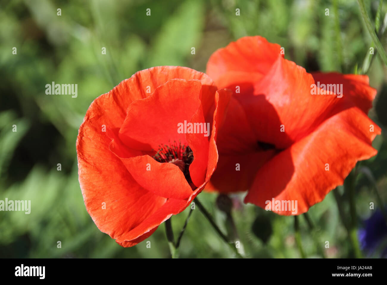 poppy, bud, red, garden, green, poppy, bud, gardens, meadow, lawn, red ...