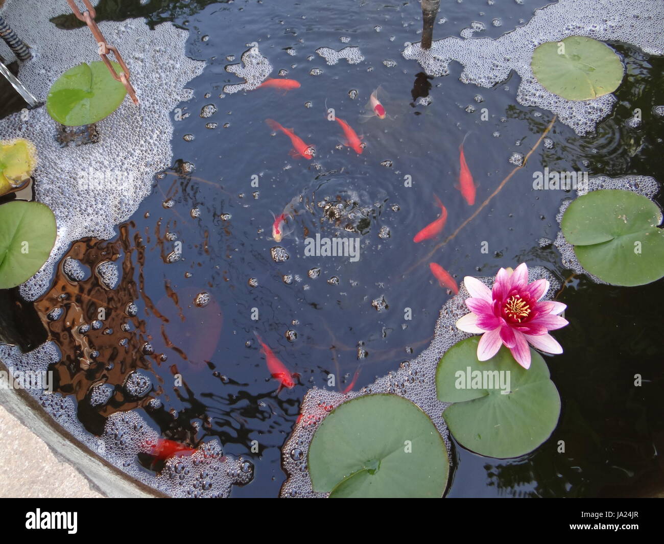 waters, plant, pisces, fresh water, pond, water, garden pond, waters