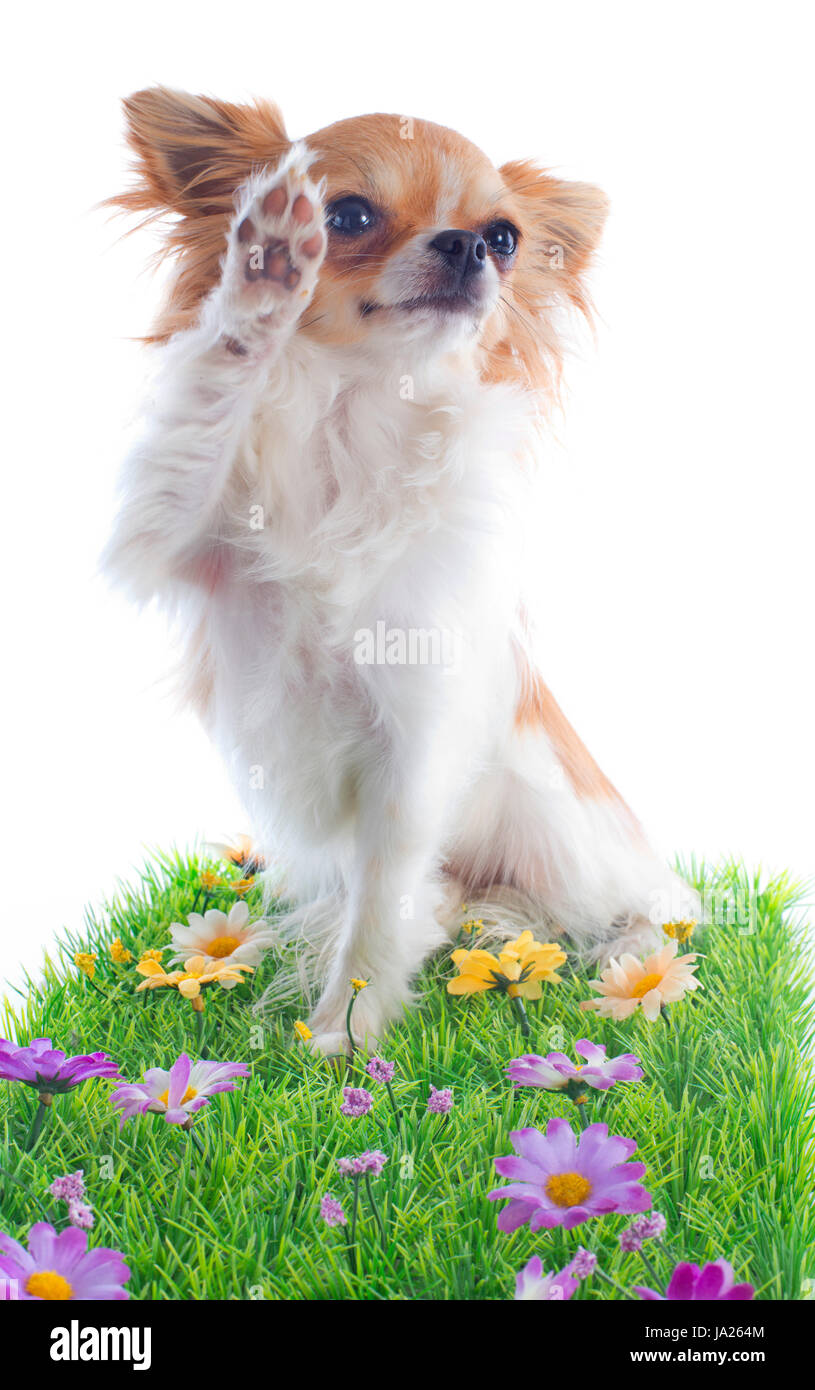 animal, pet, dog, puppy, paw, hello, hi, hallo, flower, plant, small, tiny, Stock Photo