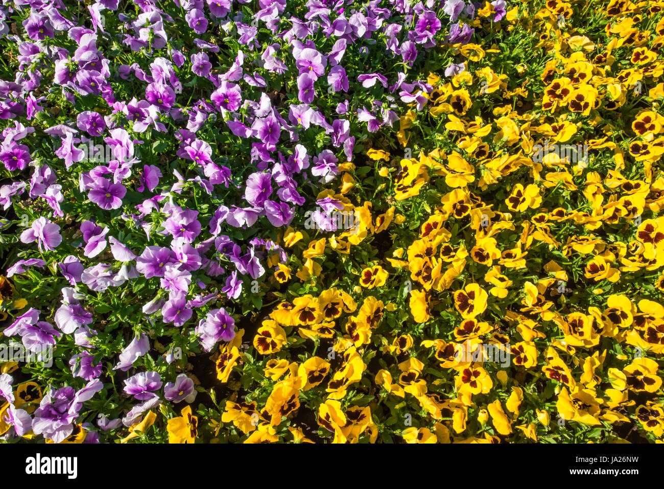 Colorful flowerbed made of pink and yellow pansies in sunshine Stock Photo
