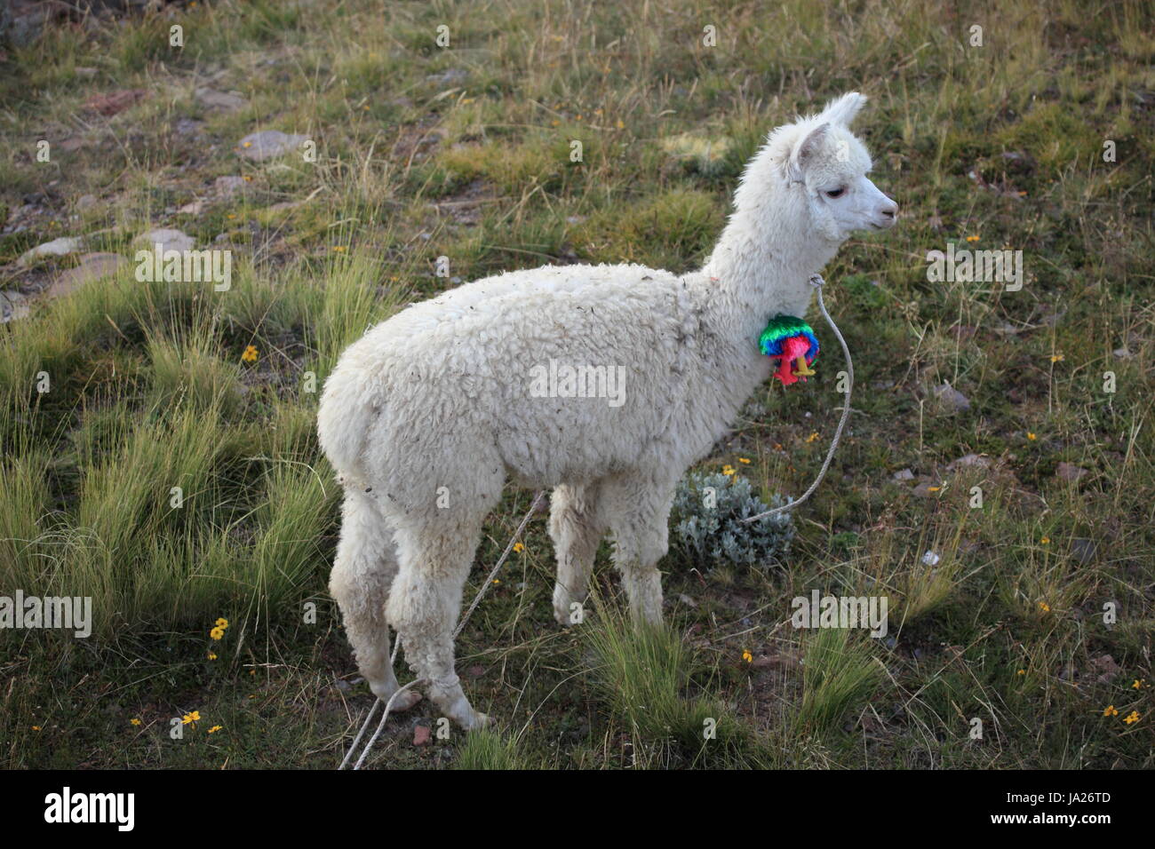 South America Alpaca Peru Andes Bolivia Llama Camel Herd Stock Photo Alamy