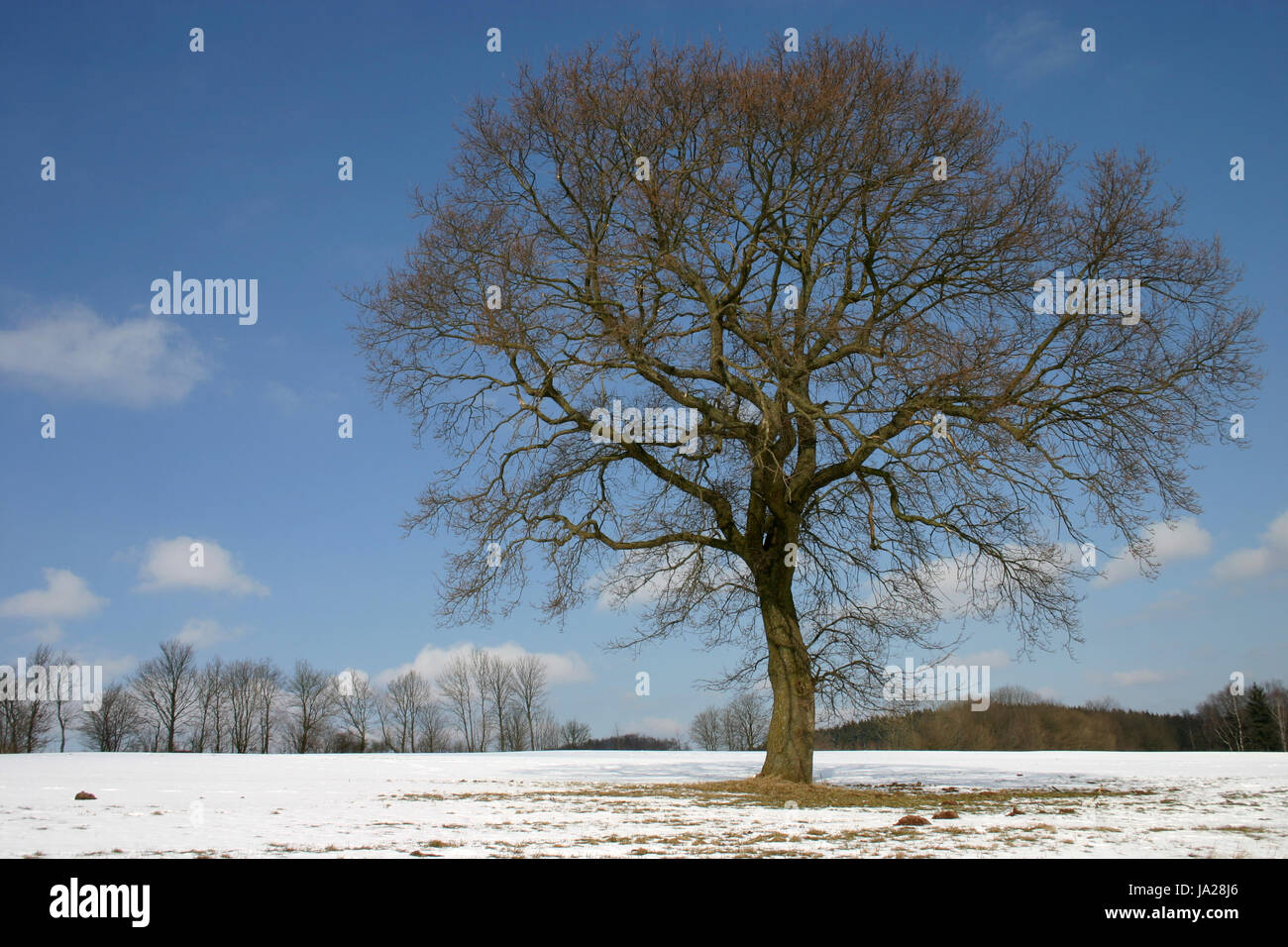 english oak in winter Stock Photo
